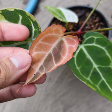 Anthurium Mojang Variegated