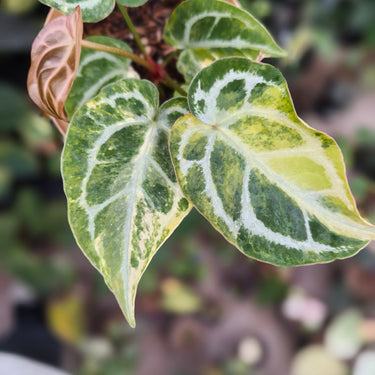 Anthurium Red Magni x Red Crystallinum NSE variegated
