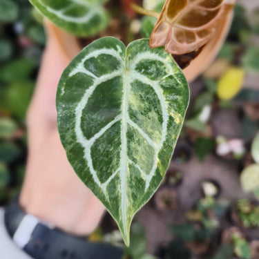 Anthurium Red Magni x Red Crystallinum NSE variegated