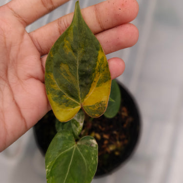 Anthurium Red Magnificum x Indo Porti