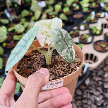 Alocasia Nebula Variegated