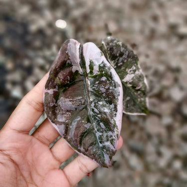 Alocasia Cuprea Variegated Medium