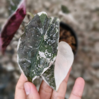 Alocasia Cuprea Variegated Medium