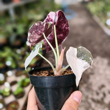 Alocasia Cuprea Variegated Medium