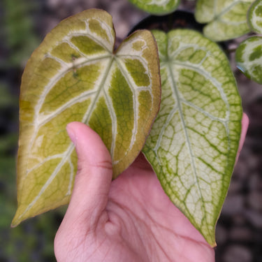 Anthurium Angela x Black Widow x BVIT ZM