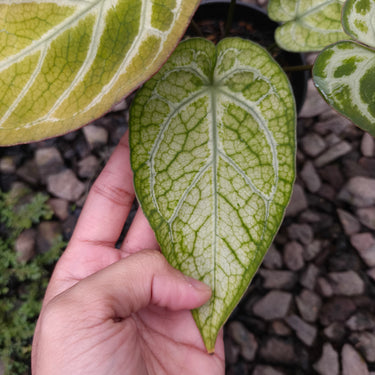 Anthurium Angela x Black Widow x BVIT ZM