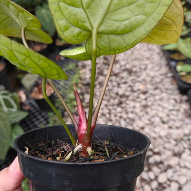 Anthurium Angela x Black Widow x BVIT ZM