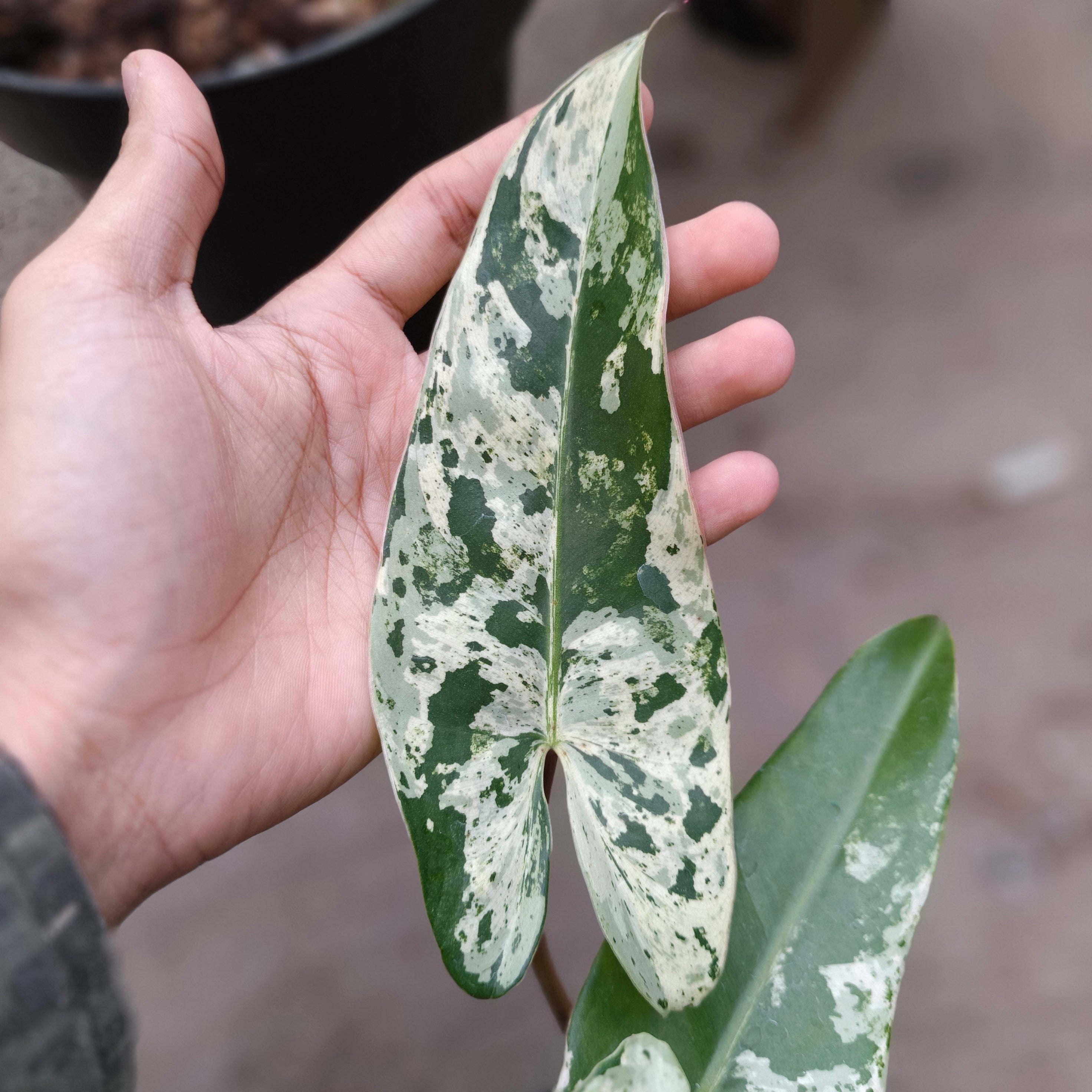 philodendron ilsemanii variegata Philodendron ilsemanii variegated – Plantstop.us