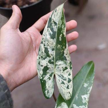Philodendron ilsemanii variegated