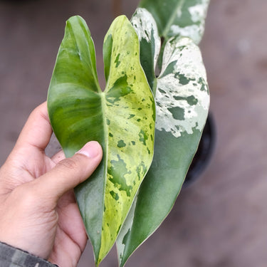 Philodendron ilsemanii variegated