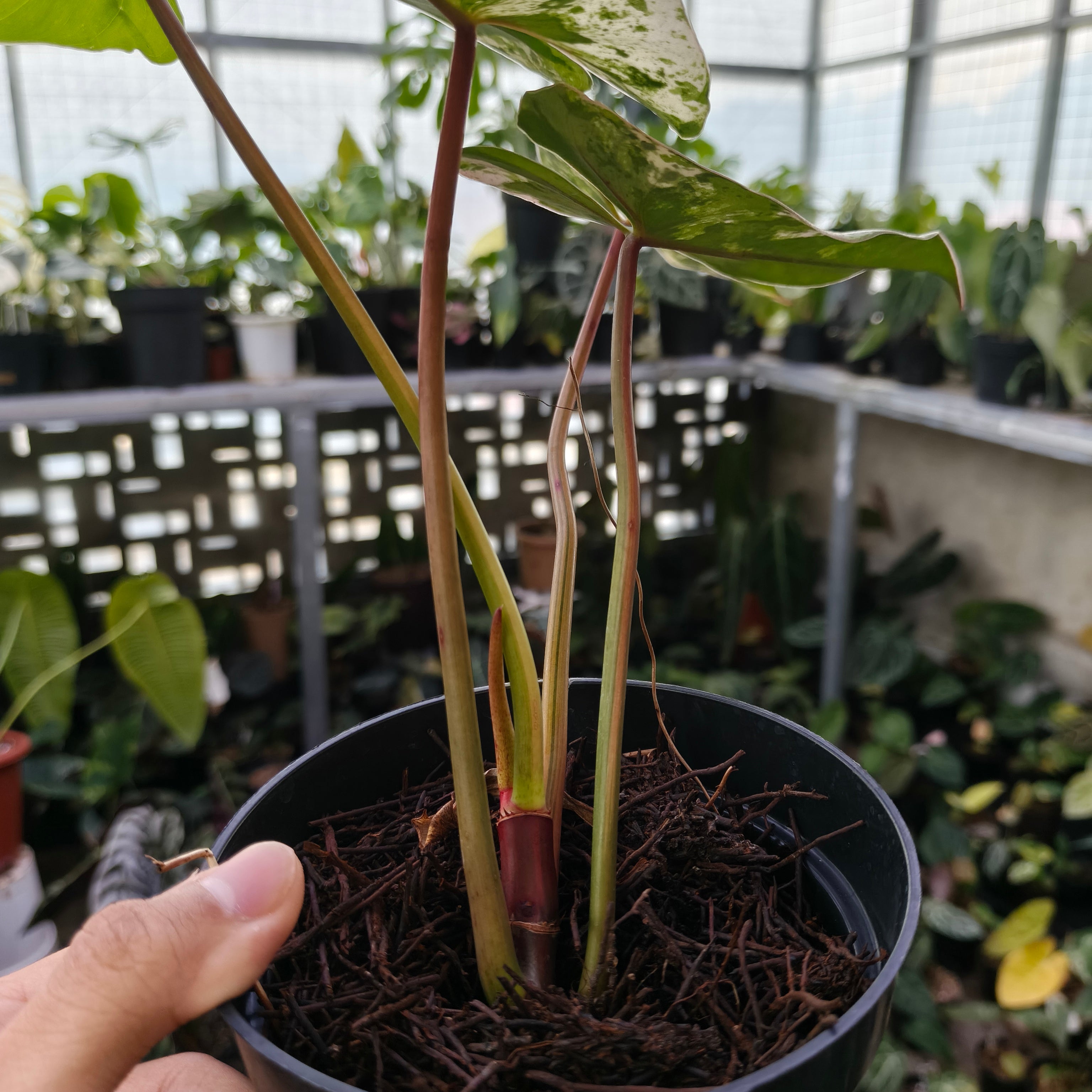 philodendron islemani Philodendron ilsemanii variegated