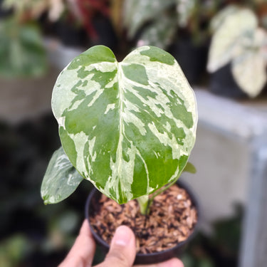 Monstera Bulbasaur