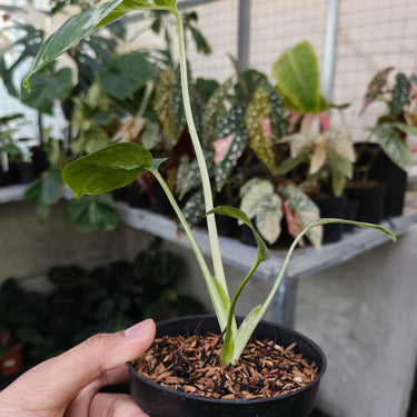 Monstera Bulbasaur