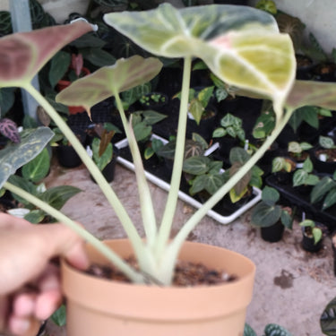Alocasia Black Velvet Aurea