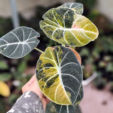 Alocasia Black Velvet Aurea