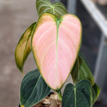 Philodendron Melano Pink