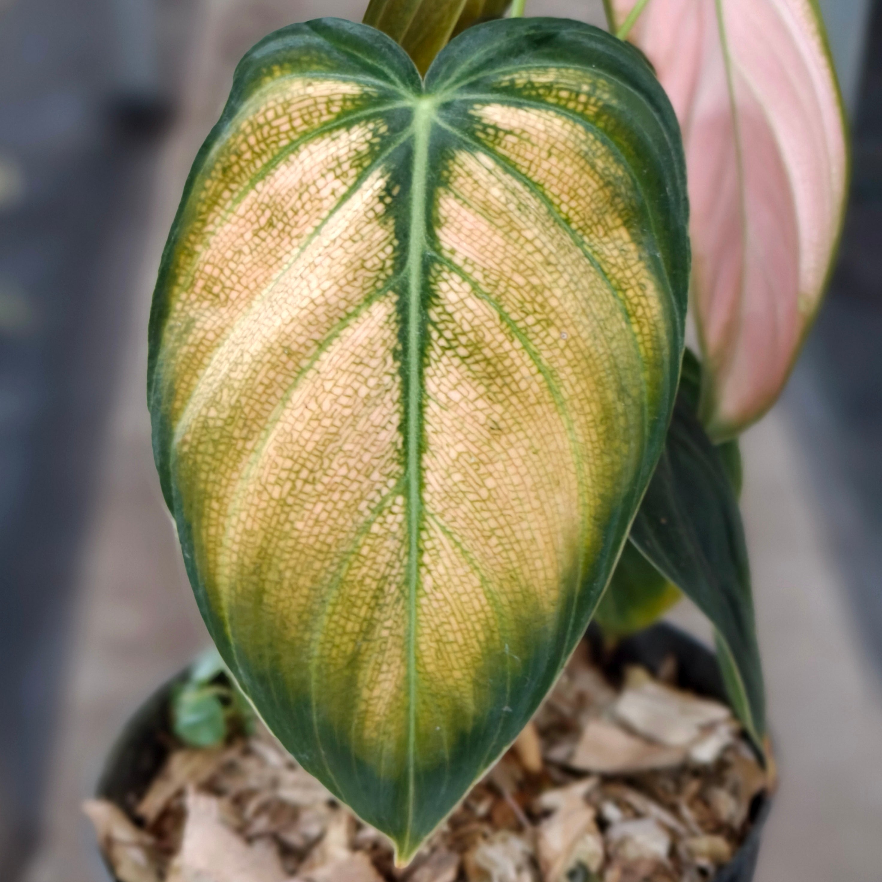 philodendron pink melanochrysum narrow plant Philodendron Melanochrysum Pink