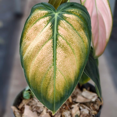 Philodendron Melano Pink