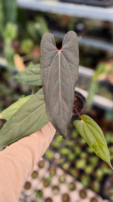 Anthurium Blood of Blue Medium