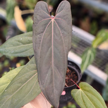 Anthurium Blood of Blue Medium