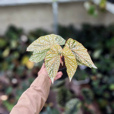 Begonia Snow Capped