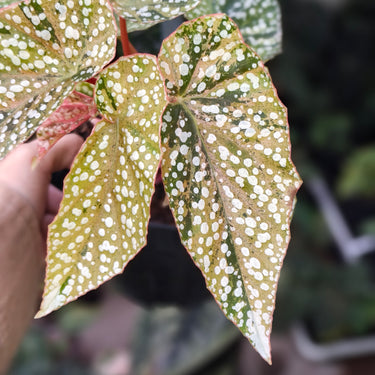 Begonia Snow Capped