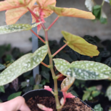 Begonia Snow Capped
