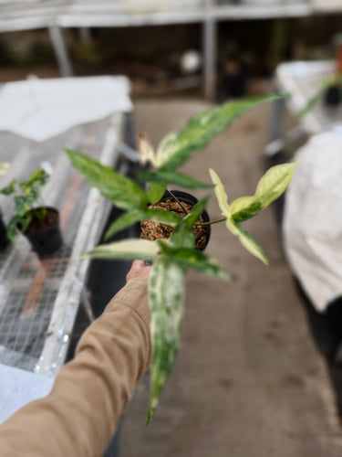 Syngonium angustatum variegated