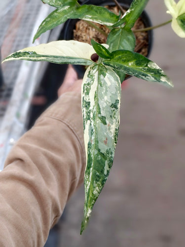Syngonium angustatum variegated