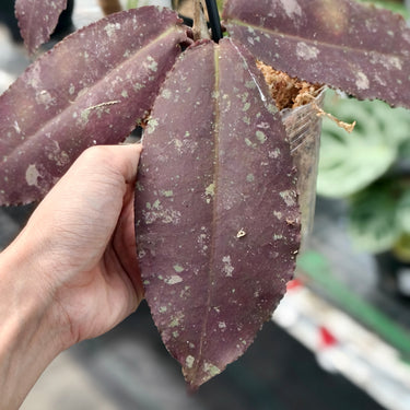 Hoya Undulata Red Sp Borneo