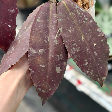 Hoya Undulata Red Sp Borneo