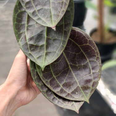 Hoya Macrophylla Red