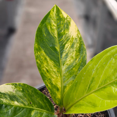 Anthurium jenmanii variegated - Plantstop.us