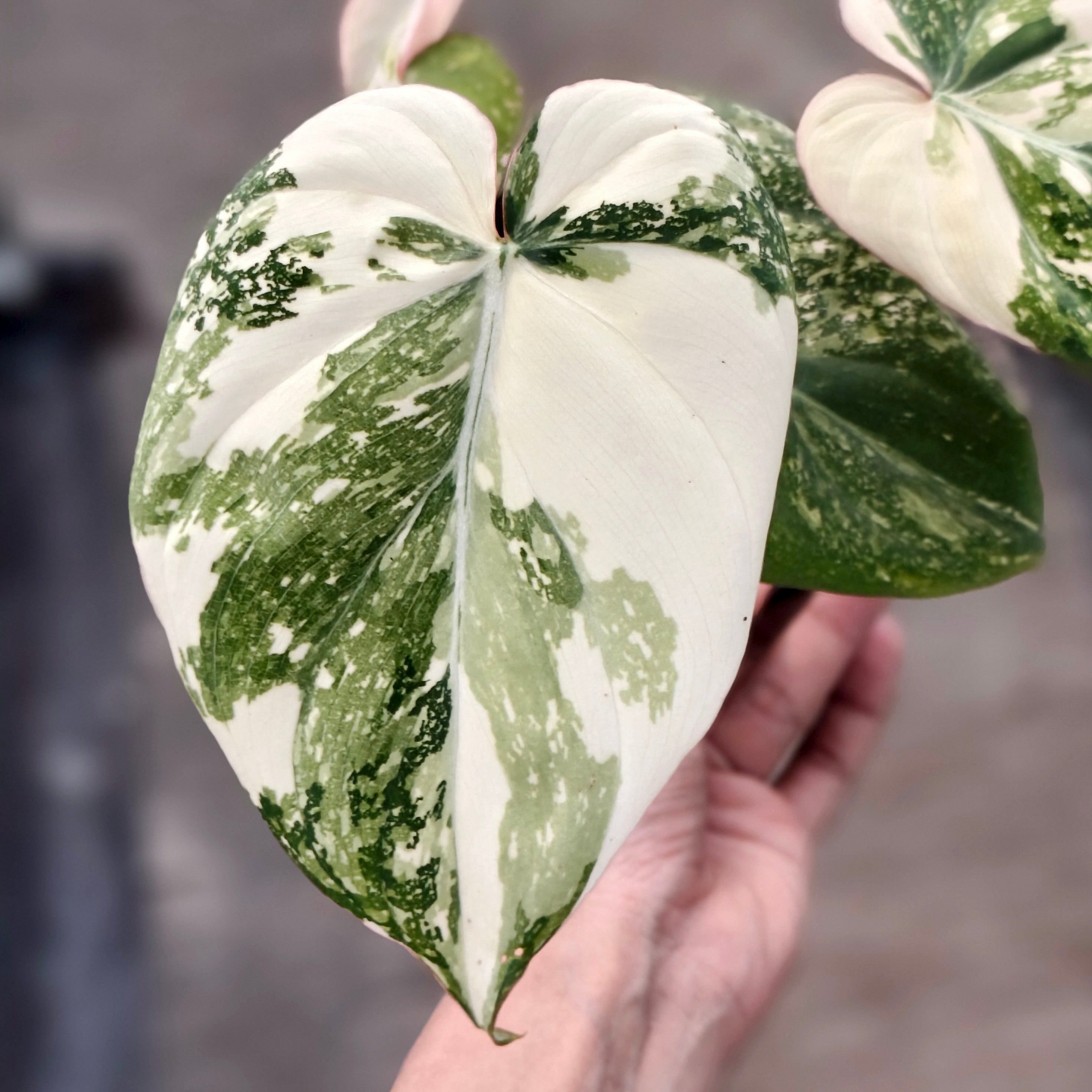 philodendron gloriosum etsy Philodendron Gloriosum Tricolor Variegated – Plantstop.us