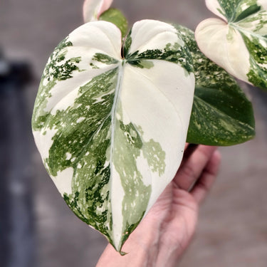 Philodendron Gloriosum Tricolor Variegated