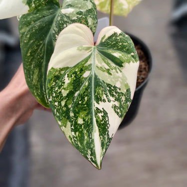Philodendron Gloriosum Tricolor Variegated