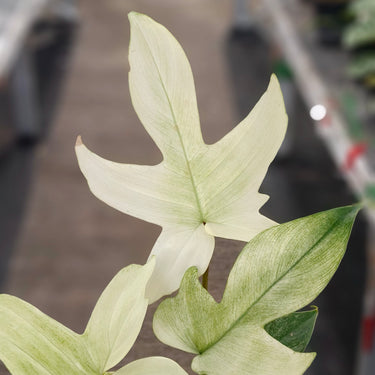 Philodendron Florida Ghost - Medium size