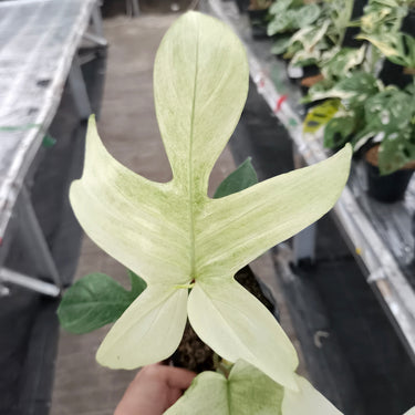 Philodendron Florida Ghost - Medium size