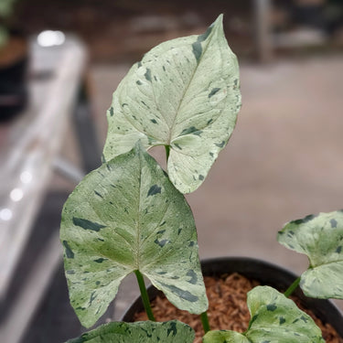 Syngonium green splash