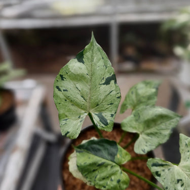 Syngonium green splash