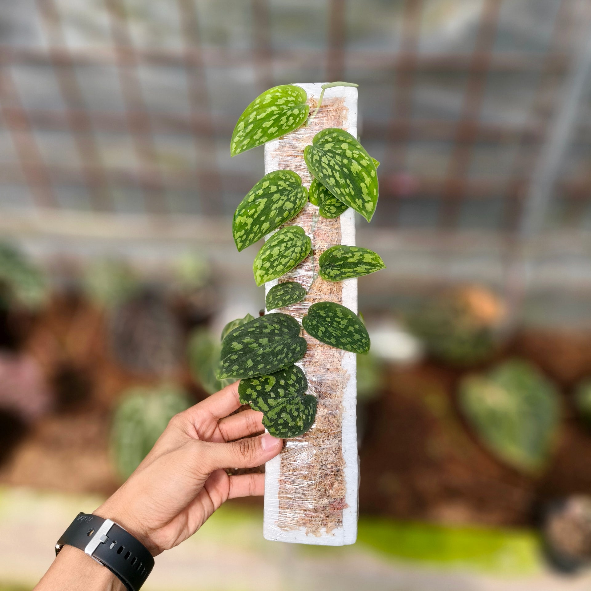 Scindapsus Snake scale – Plantstop.us