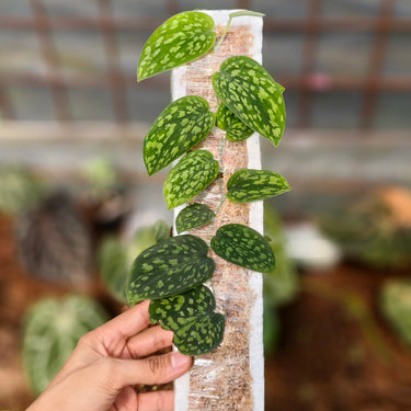 Scindapsus Snake scale