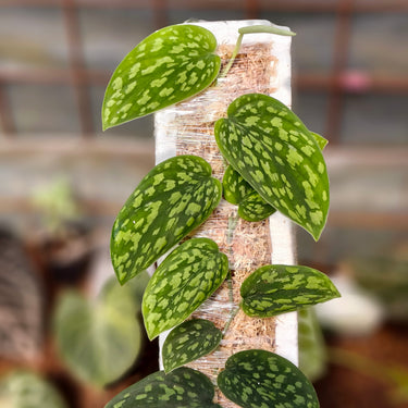 Scindapsus Snake scale
