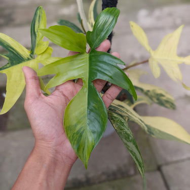 Philodendron florida beauty