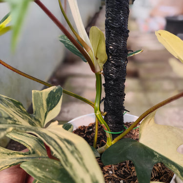 Philodendron florida beauty