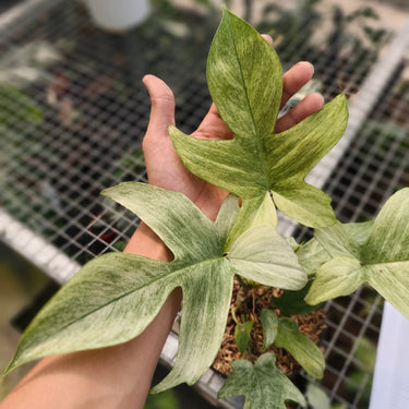 Philodendron Florida Ghost