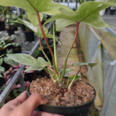 Philodendron Florida Ghost
