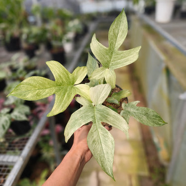 Philodendron Florida Ghost