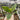 Philodendron Subhastatum Variegated