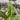 Philodendron Subhastatum Variegated